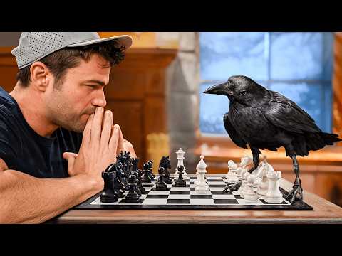 Testing The World&#039;s Smartest Crow